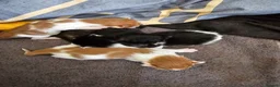 Mixed Breed cats for sale: Adorable and Friendly Kittens in Hungerford - Advert 16