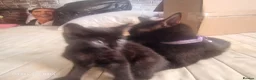 Mixed Breed cats for sale: 5 kittens ready for their forever homes in Kettering - Advert 16