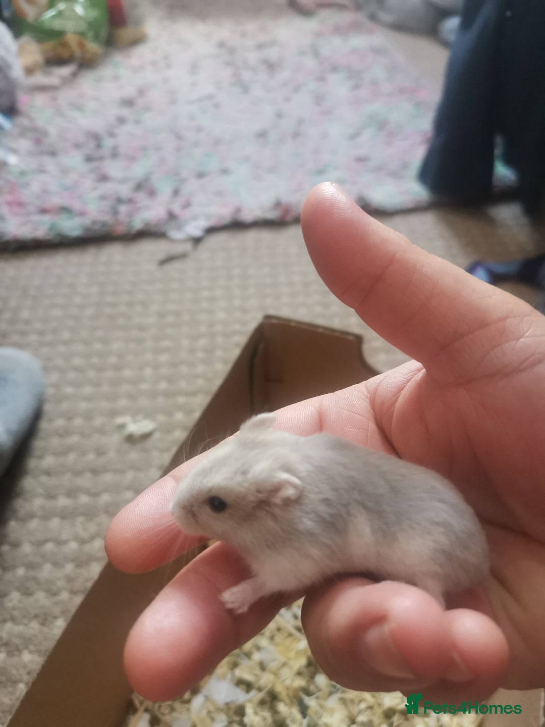 Hamster rodents for sale: 5 x russian dwarf hamsters 2x girls 3 x boys  - Image 2