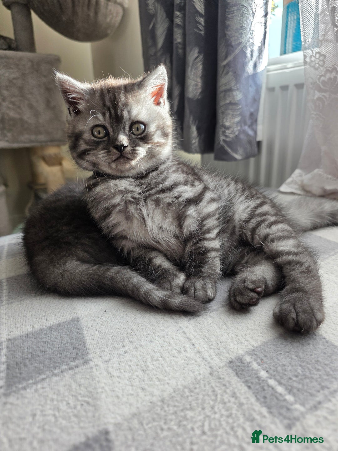 Scottish Fold cats for sale: Scottish straight ears kittens,READY NOW! - Image 8