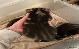 Domestic Shorthair cats for sale: Kittens - Image 5