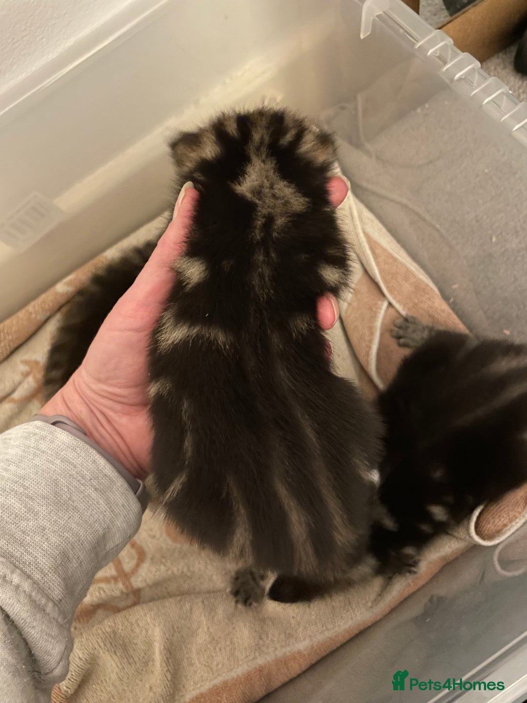 Domestic Shorthair cats for sale: Kittens - Image 5