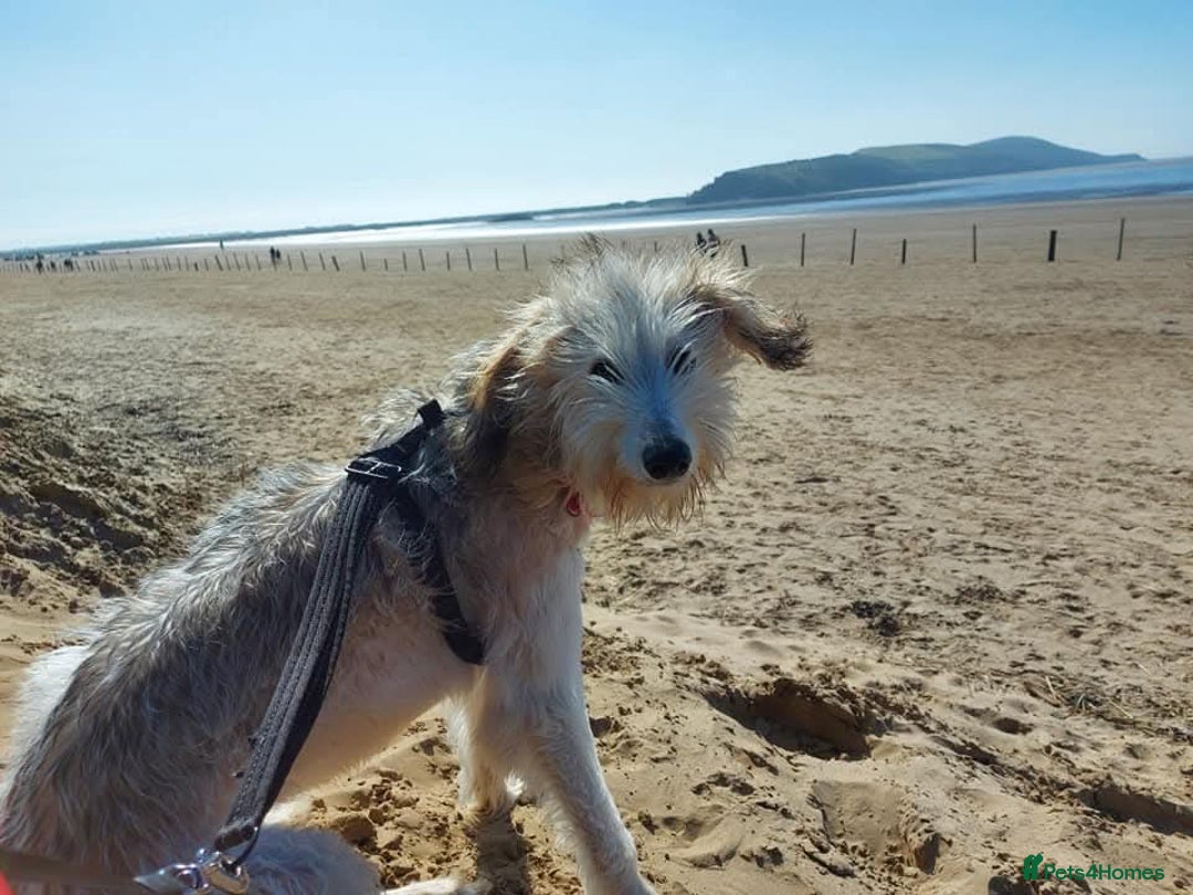 Mixed Breed dogs for sale: Saluki x - Image 3