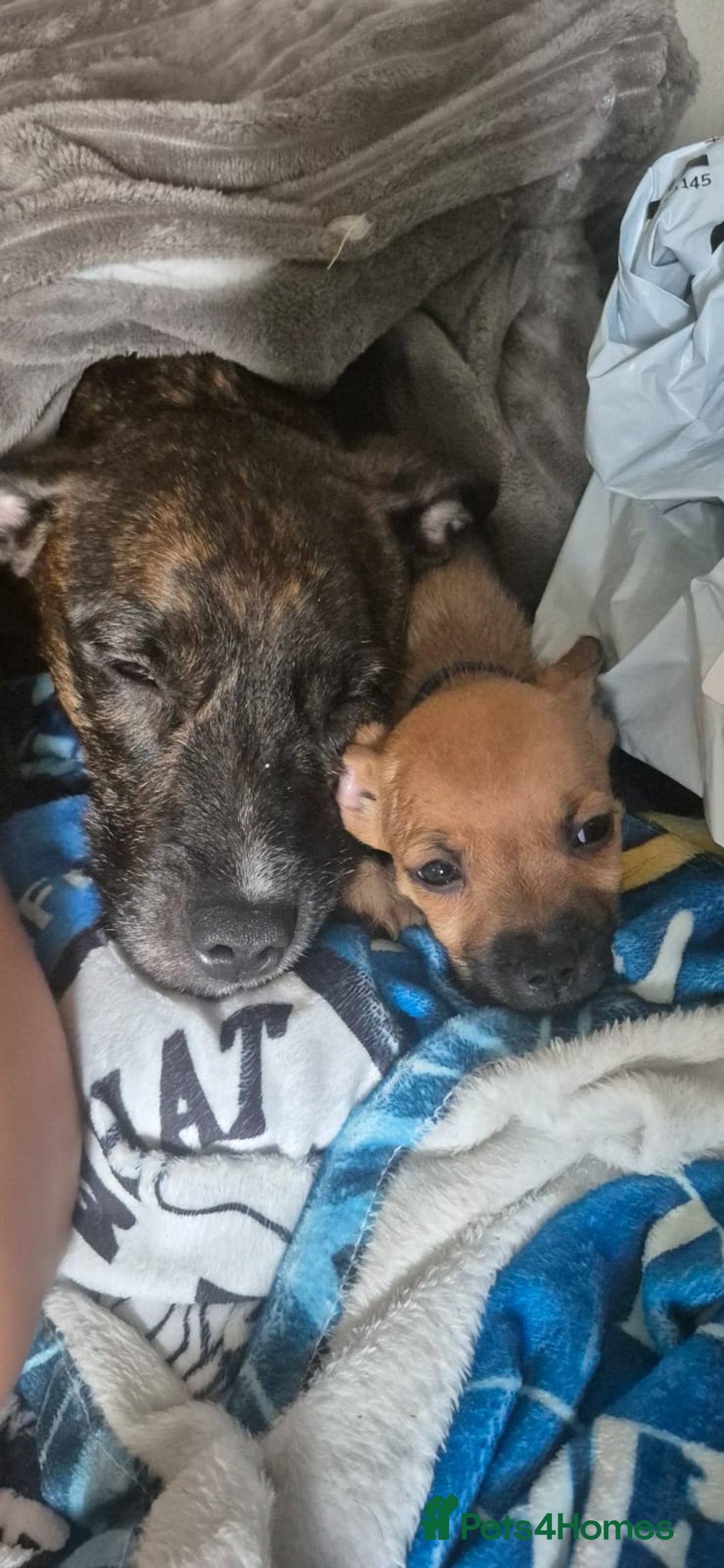 Mixed Breed dogs for sale: Staffy cross - Image 1