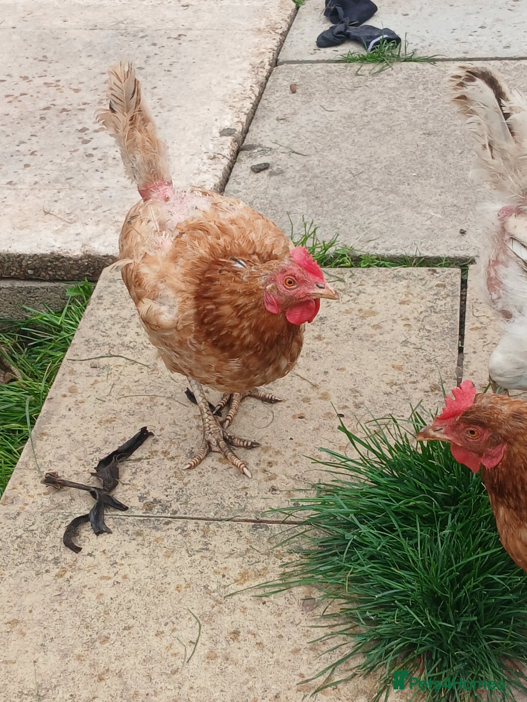 Chickens poultry for sale: These are all different breeds - Image 14