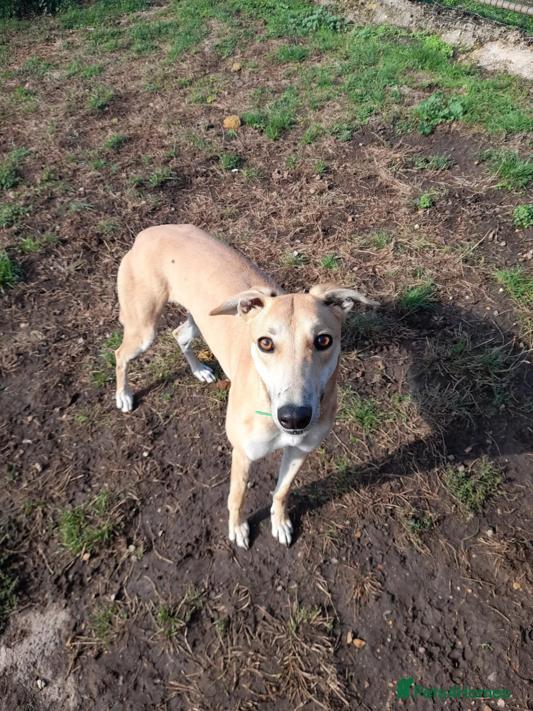 Greyhound dogs for sale: FAWN GREYHOUND BITCH - Advert 3