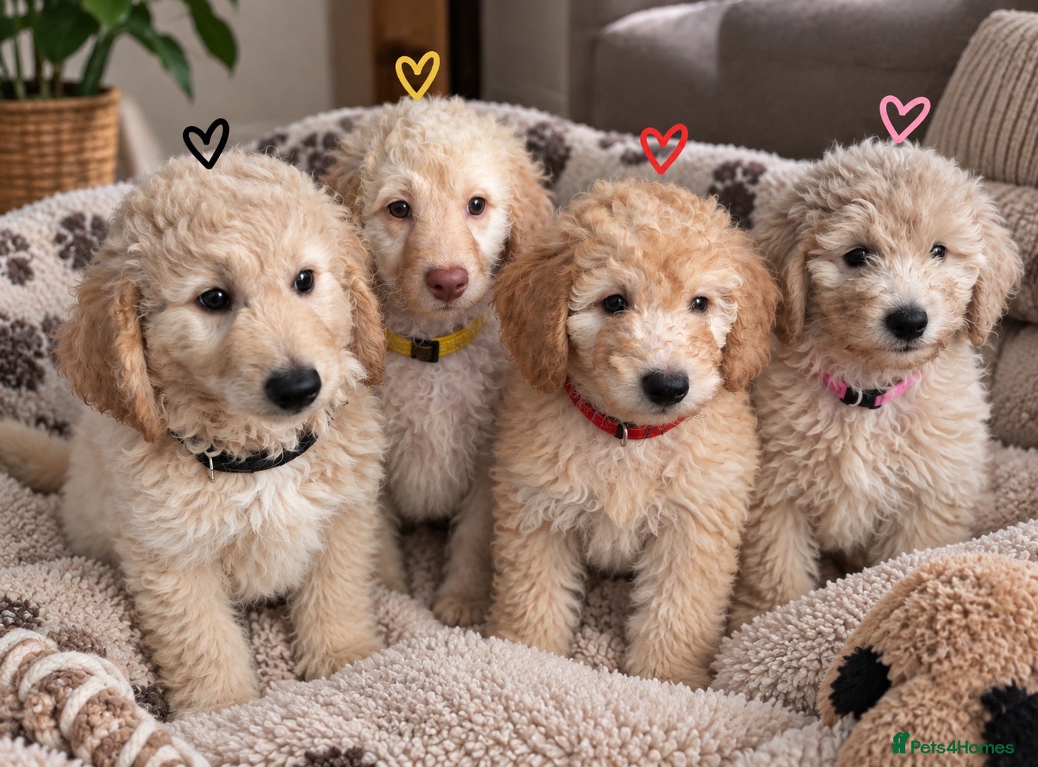 Mini Goldendoodle dogs MINI GOLDENDOODLE PUPPIES - Advert 1