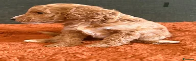 Cockapoo 1