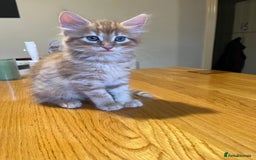 Mixed Breed cats for sale: Kittens  - Image 4
