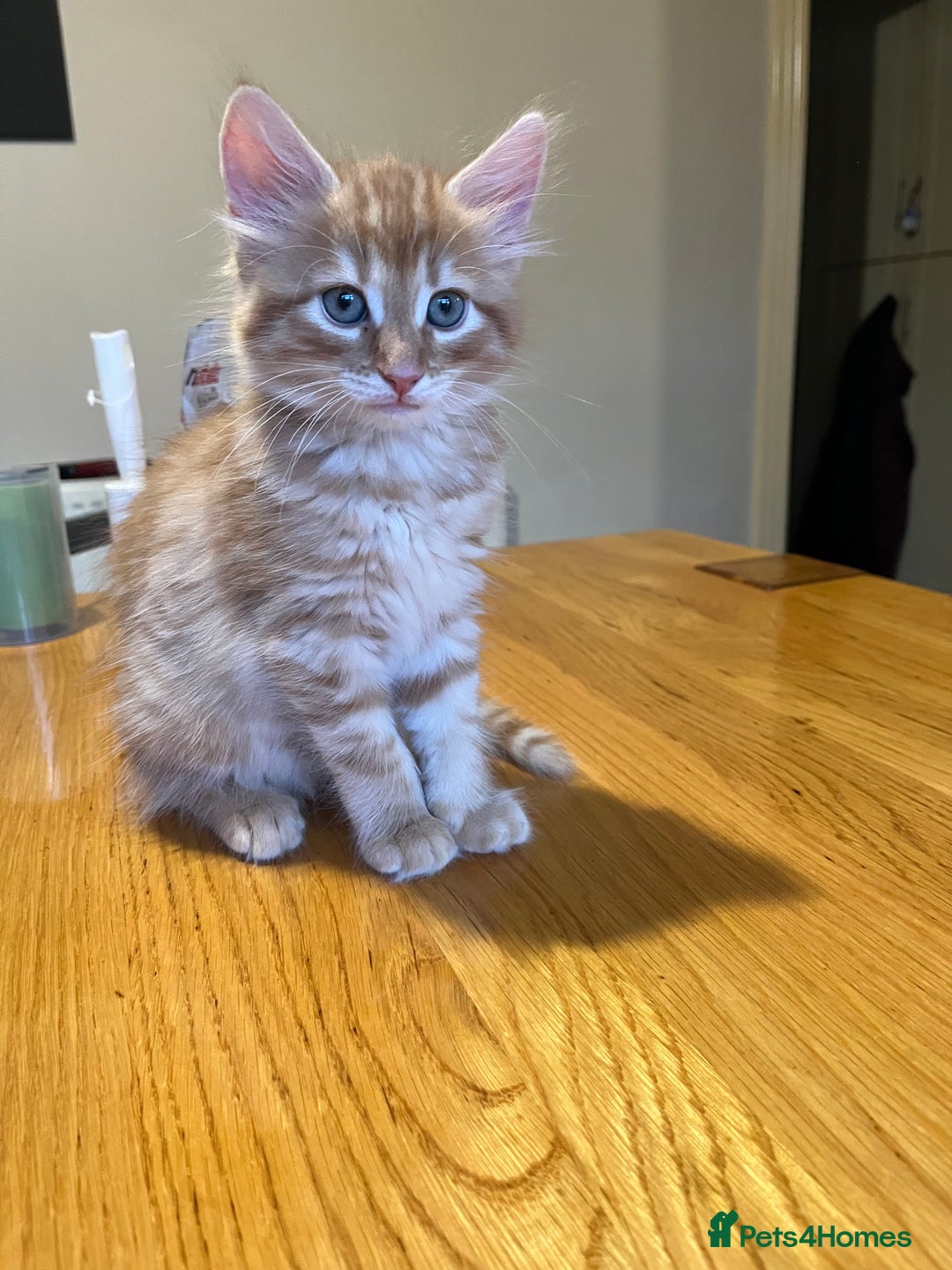 Mixed Breed cats for sale: Kittens  - Image 4