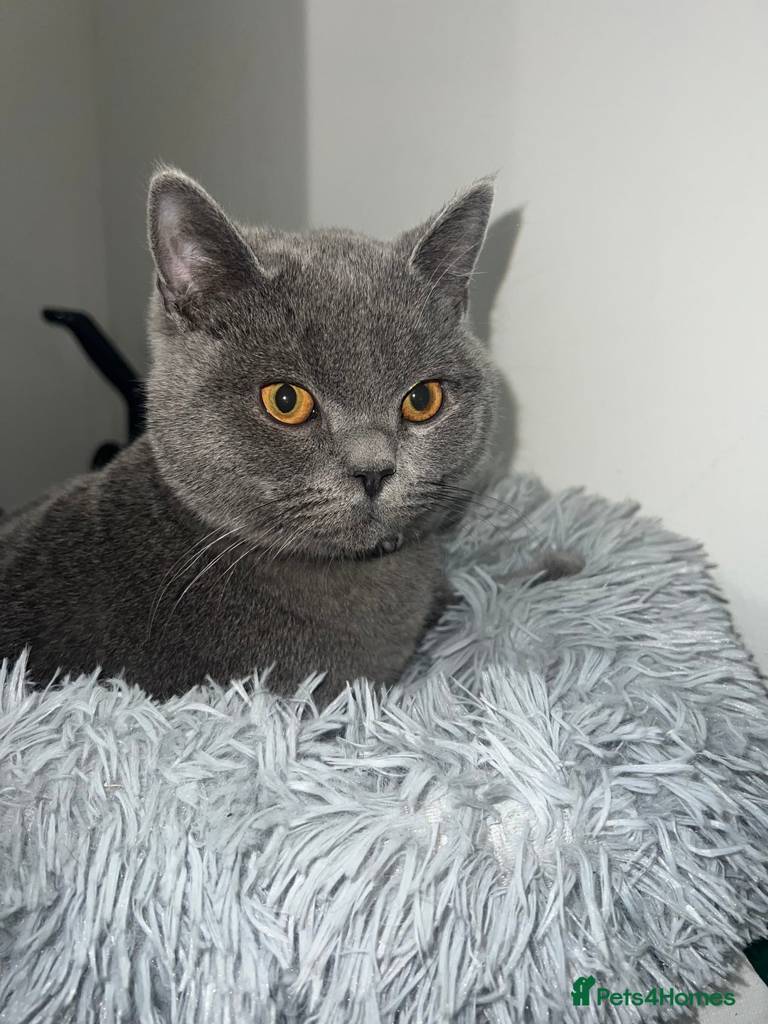 British Shorthair cats for sale: HELP REHOME NEEKO - Advert 5