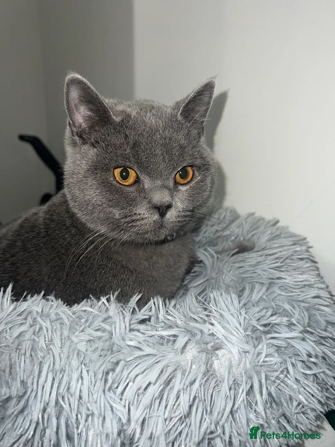 British Shorthair cats for sale: HELP REHOME NEEKO - Advert 5