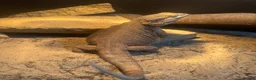 Bearded Dragon reptiles for sale: Male bearded dragon  - Advert 2