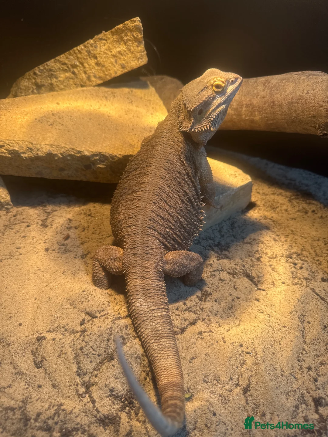 Bearded Dragon reptiles for sale: Male bearded dragon  - Advert 2