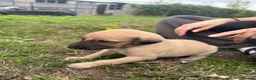 Mixed Breed dogs for sale: Outstanding Working-Bred Whippet Lurcher Puppies  - Advert 3