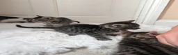 Mixed Breed cats for sale: Kittens Looking for Loving Homes  - Advert 19
