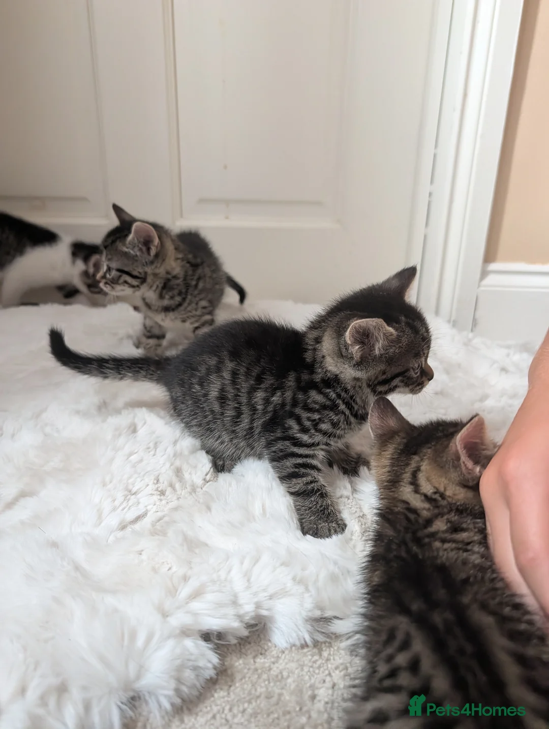 Mixed Breed cats for sale: Kittens Looking for Loving Homes  - Advert 19