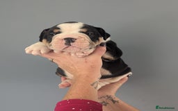 English Bulldog dogs for sale: English Bulldog Puppies - Image 4