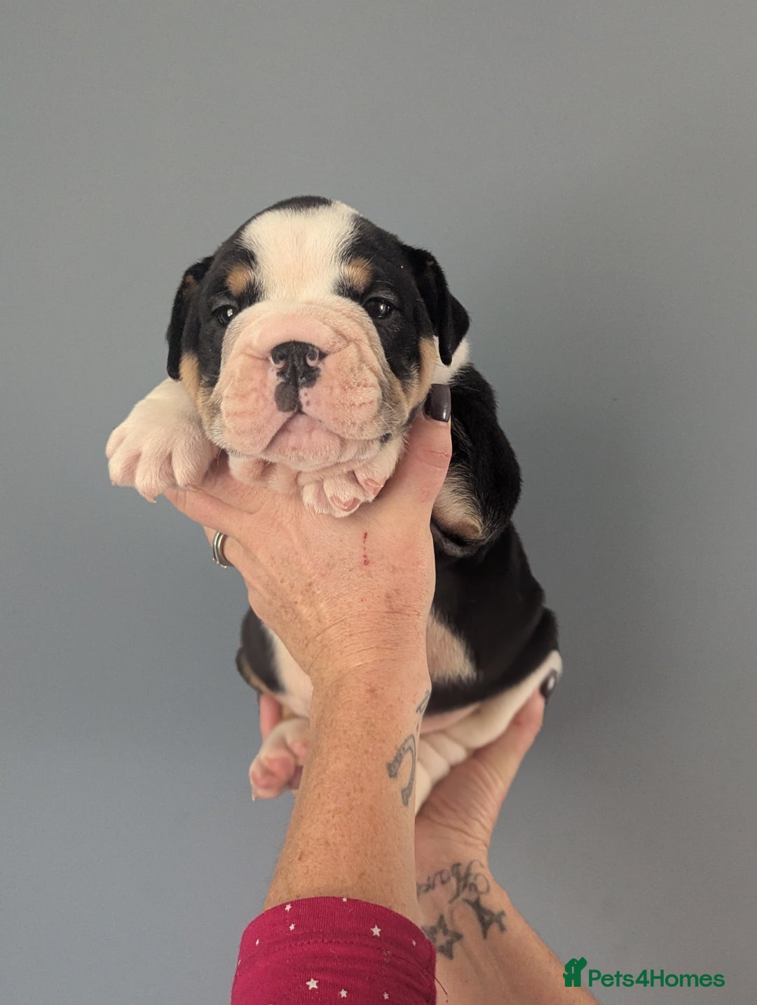 English Bulldog dogs for sale: English Bulldog Puppies - Image 4
