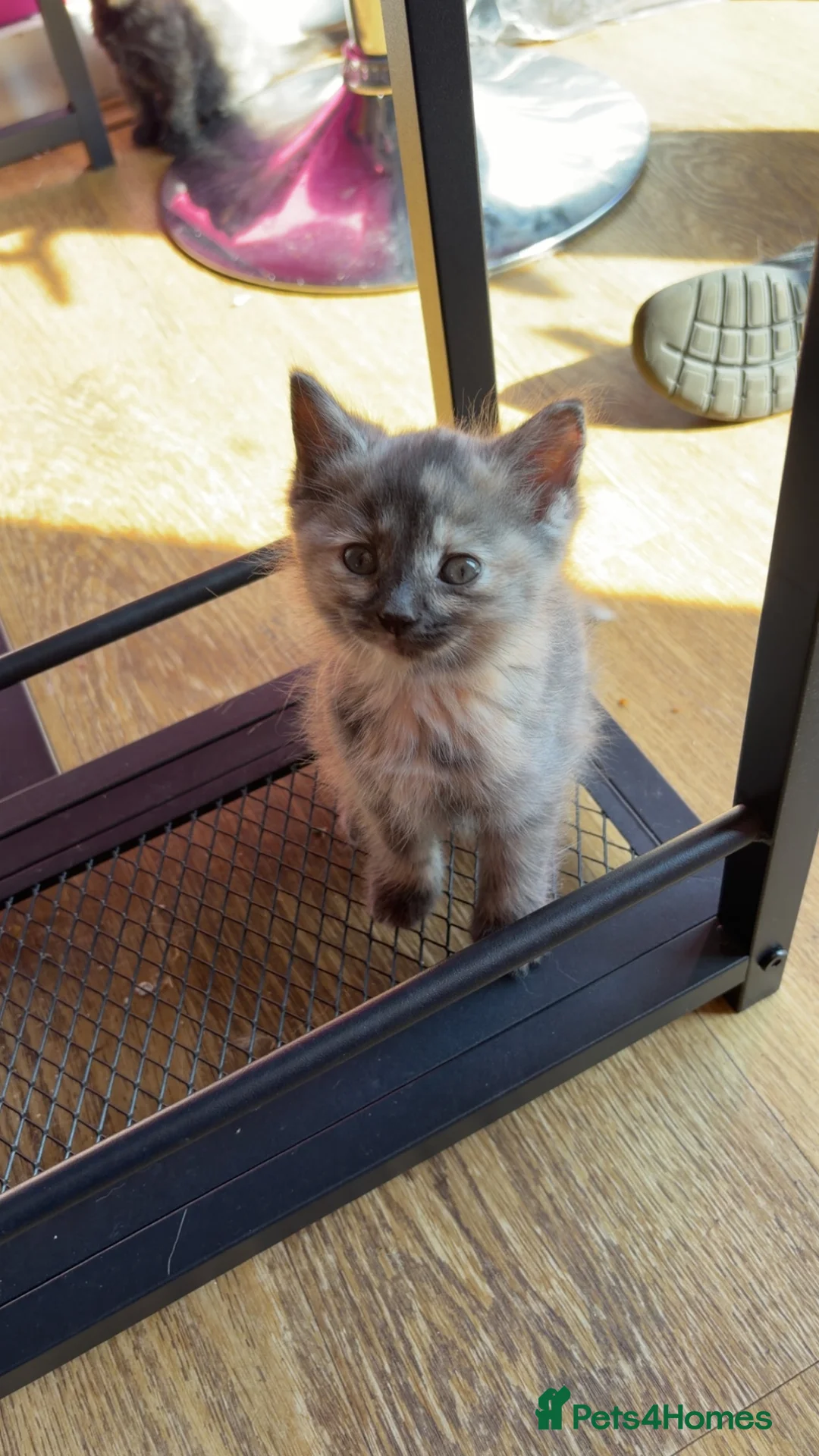 Mixed Breed cats for sale: RARE ragdoll mix kittens  - Advert 2