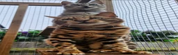 Bengal cats for sale: Supreme Apb Gene & Health Tested Bengal Kittens - Advert 23