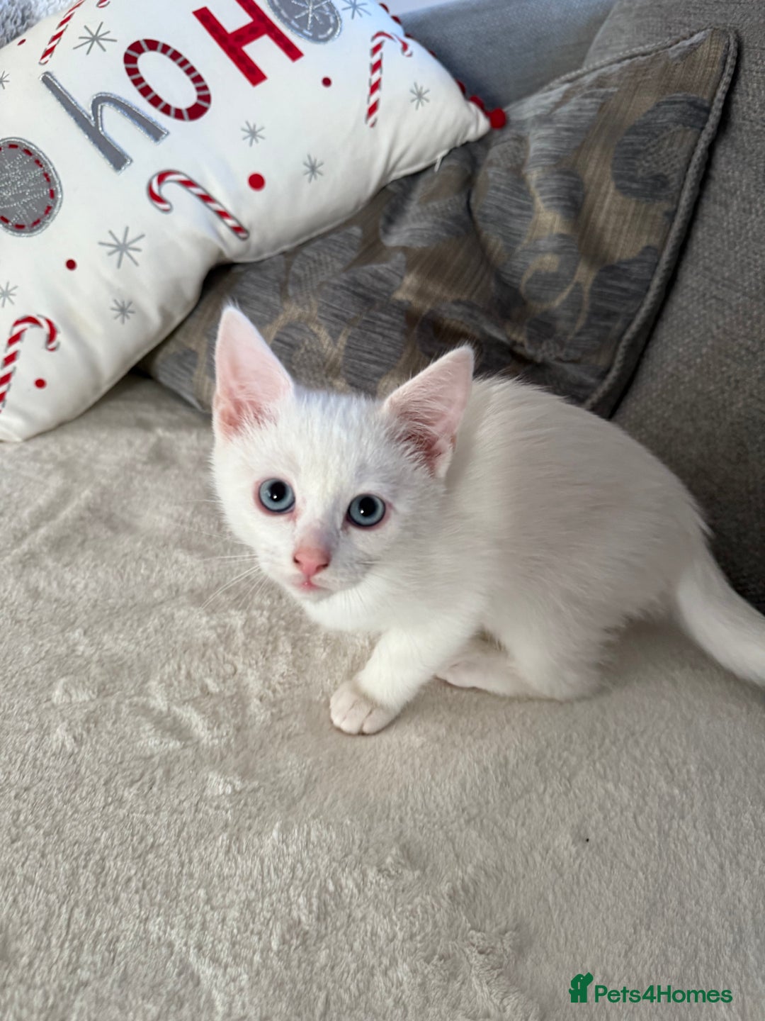 Turkish Angora cats for sale: 3 beautiful kittens for sale  - Advert 3