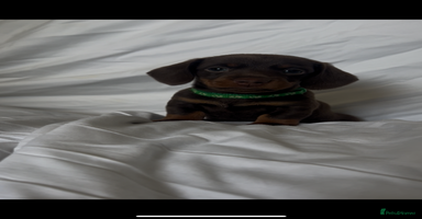 Miniature Dachshund dogs - Advert 1