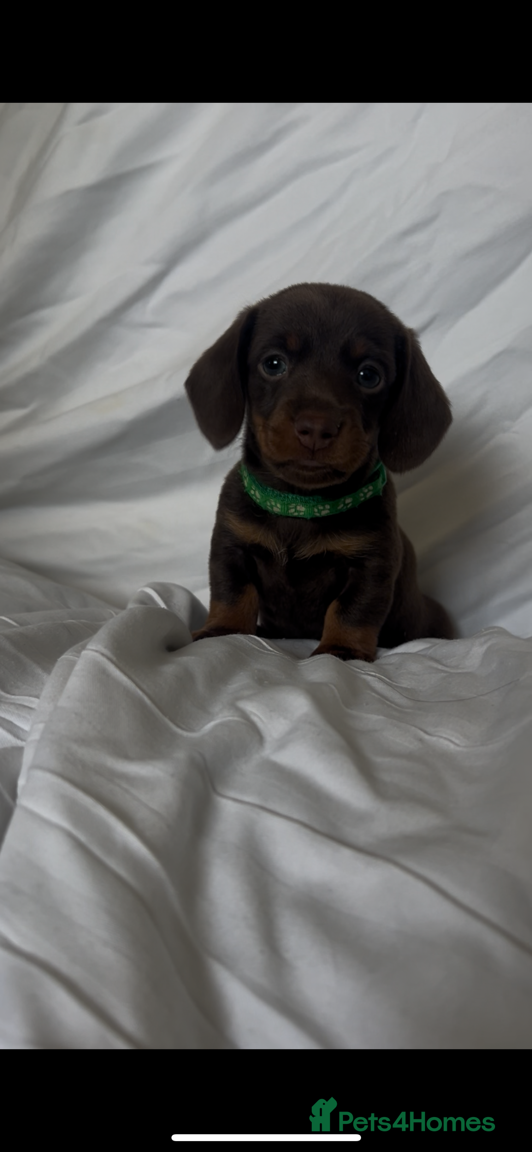 Miniature Dachshund dogs for sale: Stunning miniature dachshunds - Image 3