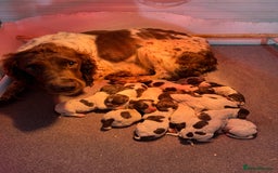 Sprocker dogs for sale:  Sprocker pups - Image 7