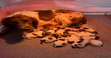 Sprocker dogs - Advert 3