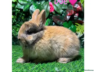 Netherland Dwarf rabbits for sale: ✨STUNNING NETHERLANDS DWARF,READY va TO REZERVE ✨ - Advert 1