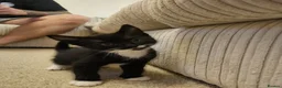 Mixed Breed cats for sale: 3 beautiful kitten ready to go immediately - Advert 2