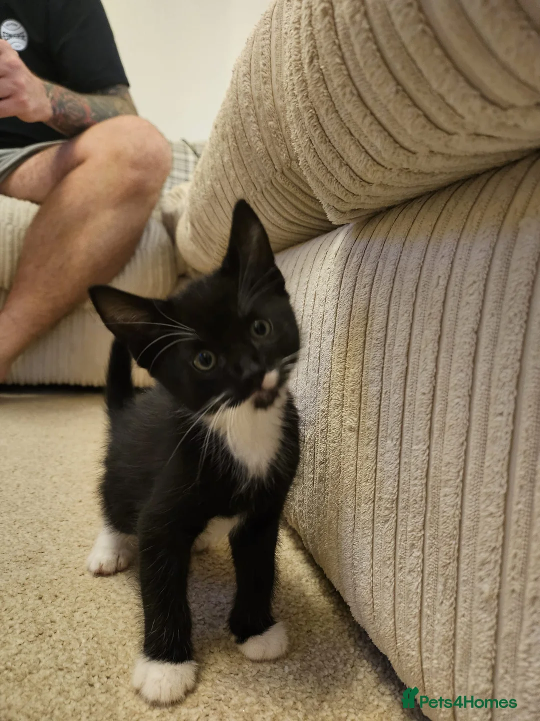 Mixed Breed cats for sale: 3 beautiful kitten ready to go immediately - Advert 2
