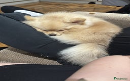 Pomeranian dogs for stud: Pomeranian stud available  - Advert 7