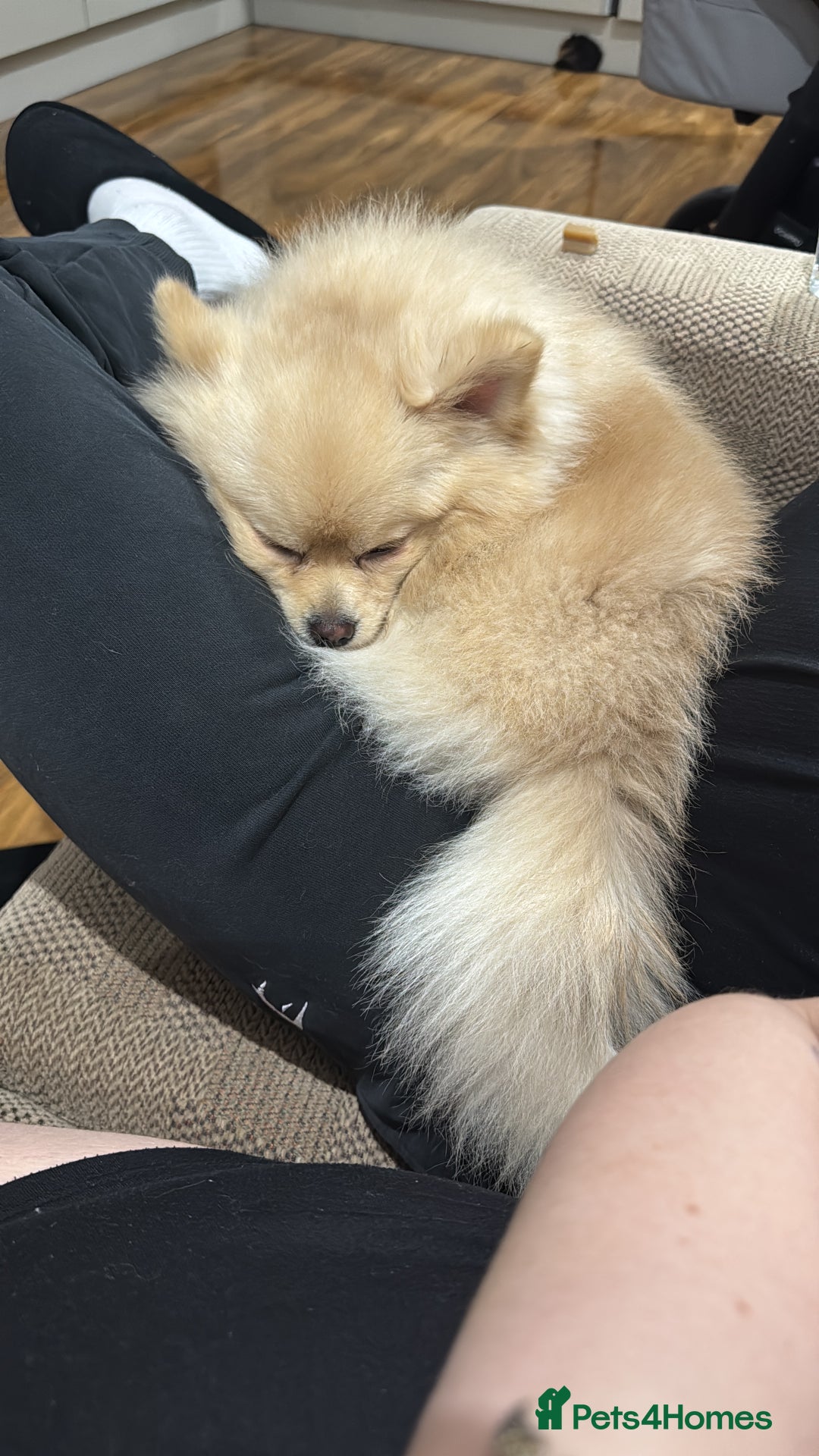 Pomeranian dogs for stud: Pomeranian stud available  - Advert 7