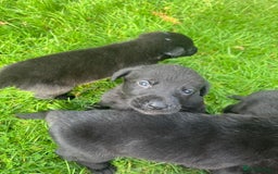 Mixed Breed dogs for sale: Shepard or puppies  - Image 4