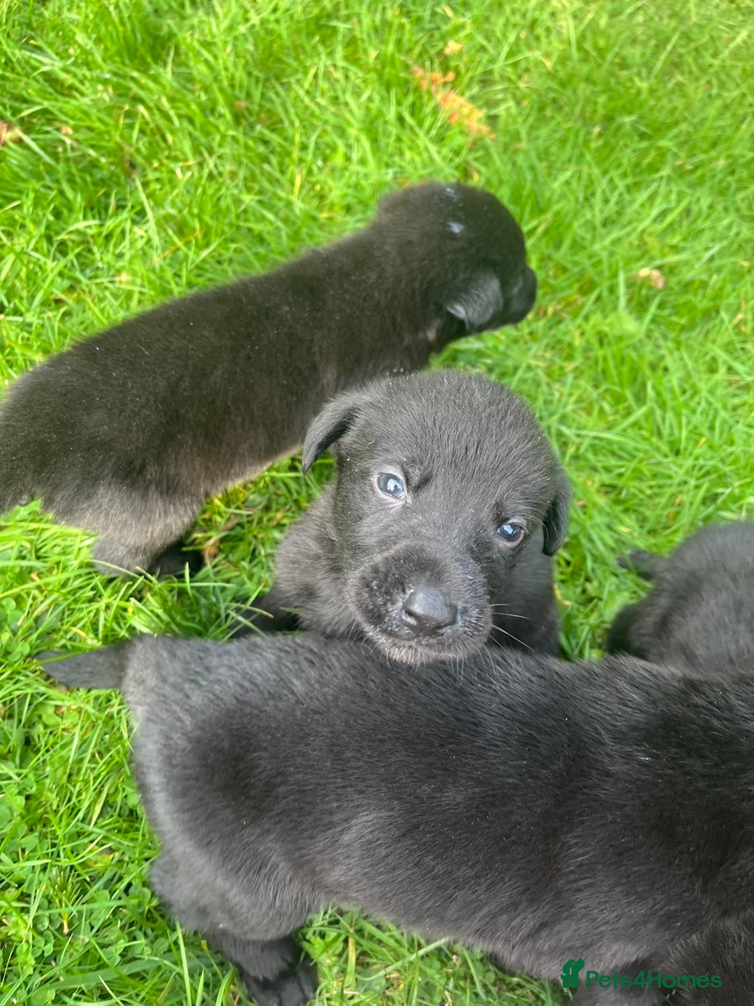 Mixed Breed dogs for sale: Shepard or puppies  - Image 4
