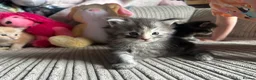 Maine Coon cats for sale: Full Maine Coon Kittens 4 left! in Brechin - Advert 9