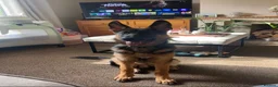German Shepherd dogs for sale: GSD 5 month old  in Mansfield - Advert 1