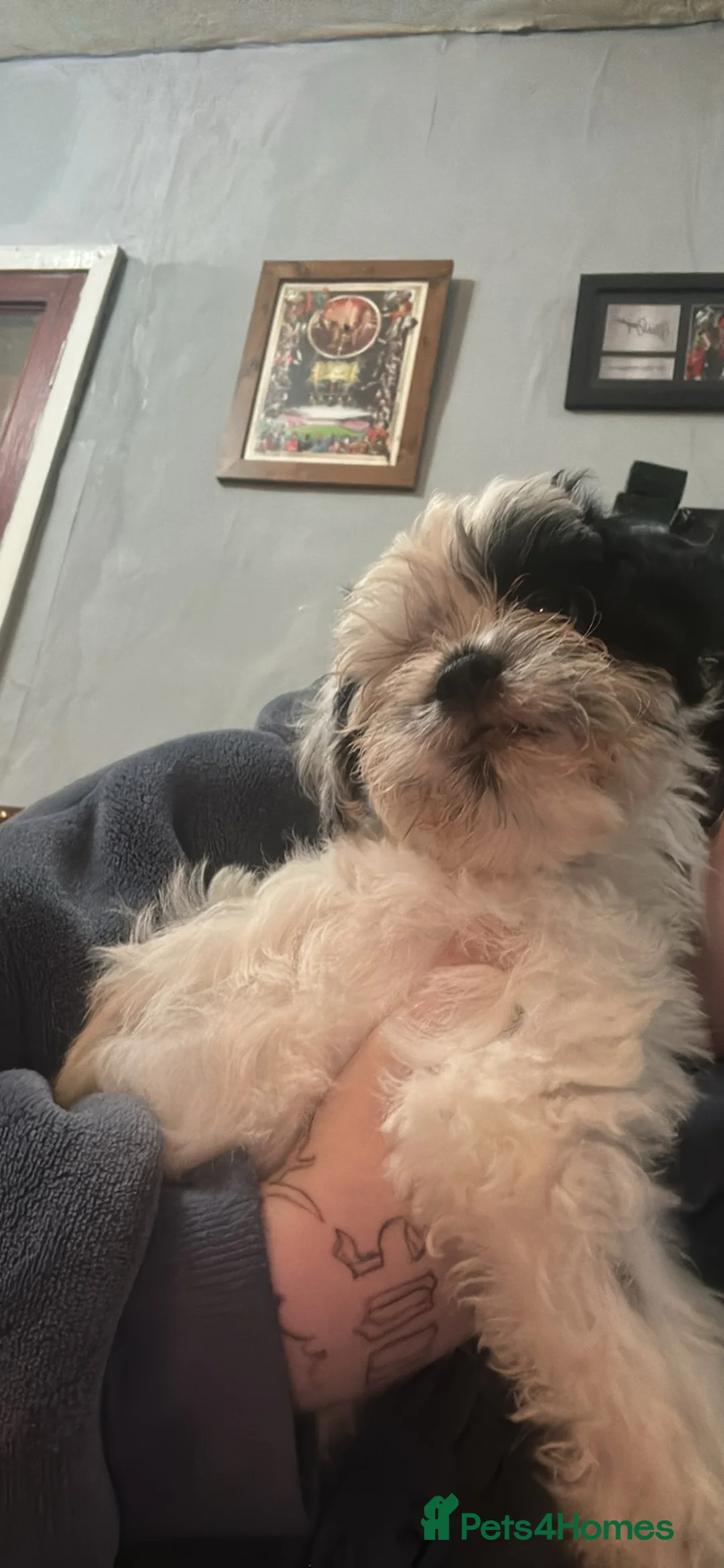 Mixed Breed dogs for sale: Puppy’s for sale  - Advert 3