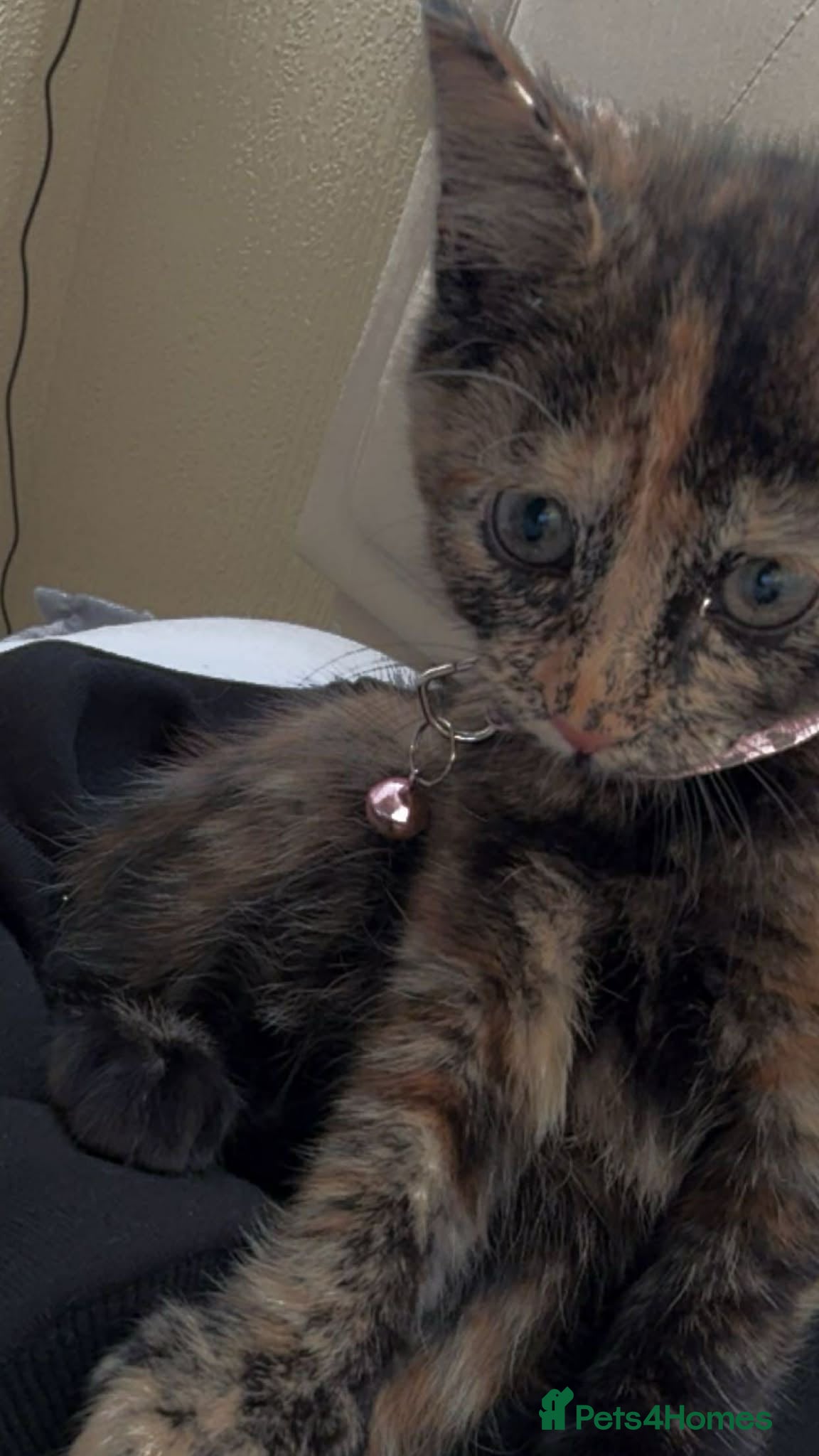 Mixed Breed cats Kittens for sale - Advert 1