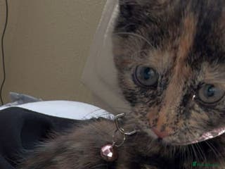 Mixed Breed cats Kittens for sale - Advert 10