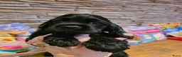 American Cocker Spaniel dogs for sale: American cocker spaniels puppies - Advert 12