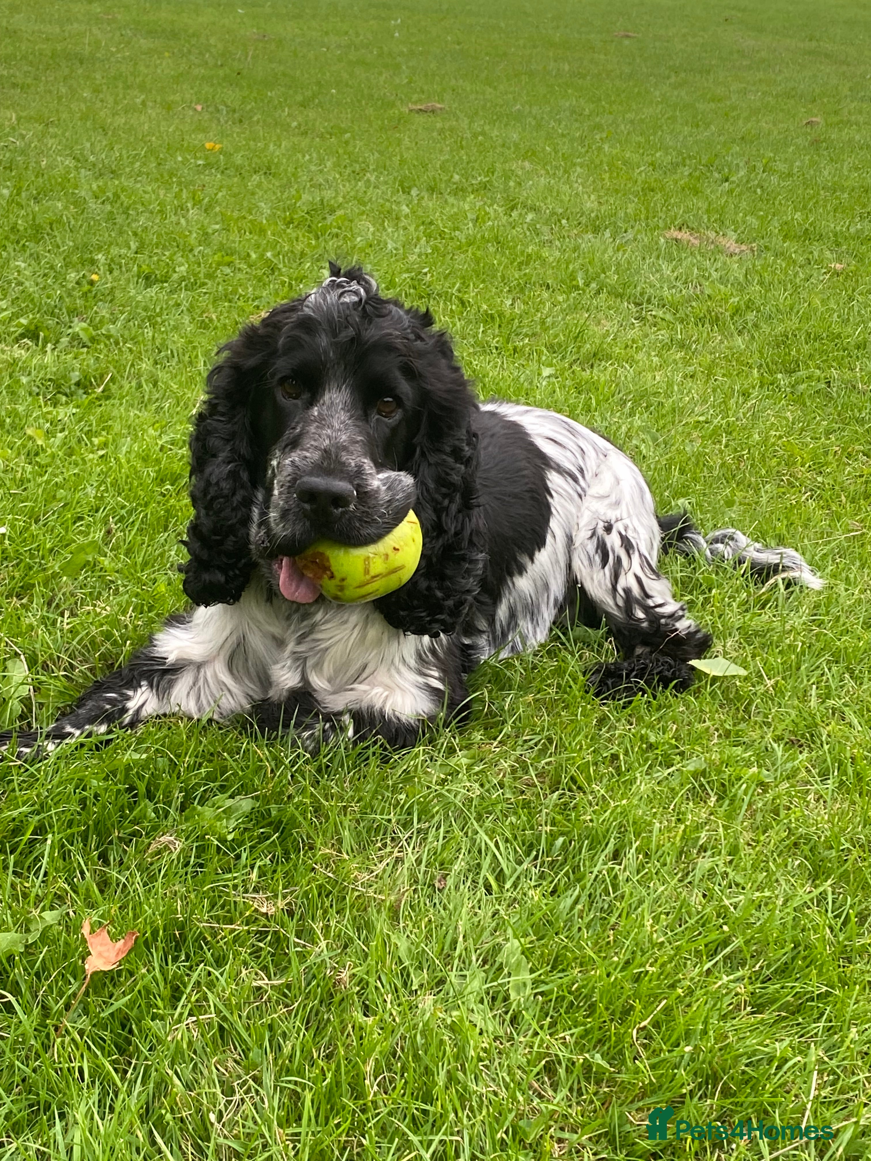 Cocker Spaniel dogs English cocker spaniel blue roan with pedigree and in Borehamwood - Advert 1