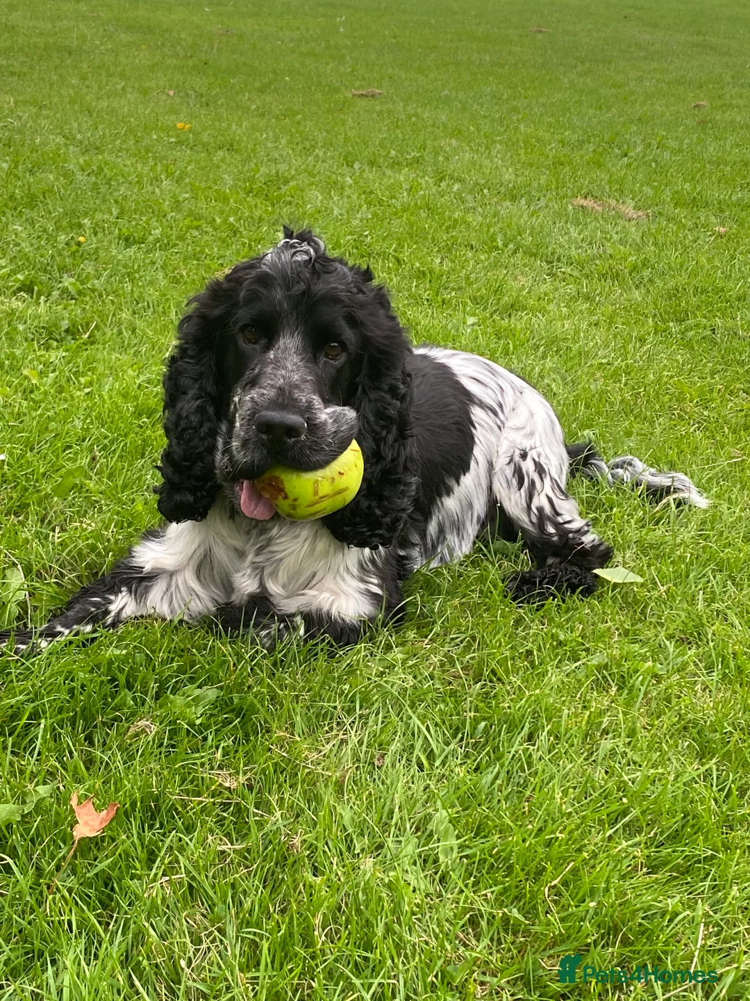 Cocker Spaniel dogs for stud: English cocker spaniel blue roan with pedigree and in Borehamwood - Advert 1