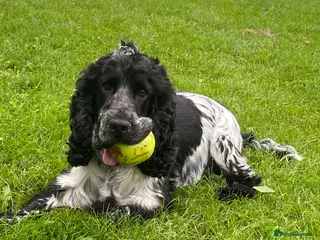 Cocker Spaniel dogs English cocker spaniel blue roan with pedigree and in Borehamwood - Advert 1