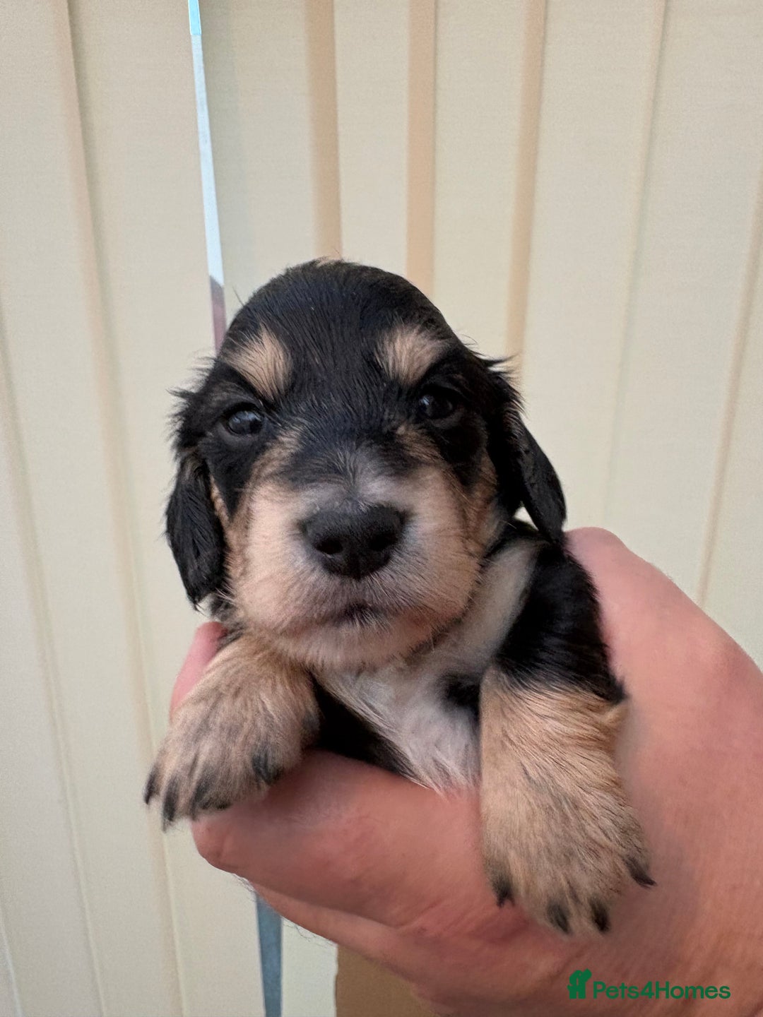 Miniature Dachshund dogs for sale: Stunning litter of Mini Long Haired Dachshunds - Advert 16