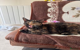 Domestic Shorthair cats for sale:  Two Adorable Cats Looking for a Loving Home 🏡 - Image 3
