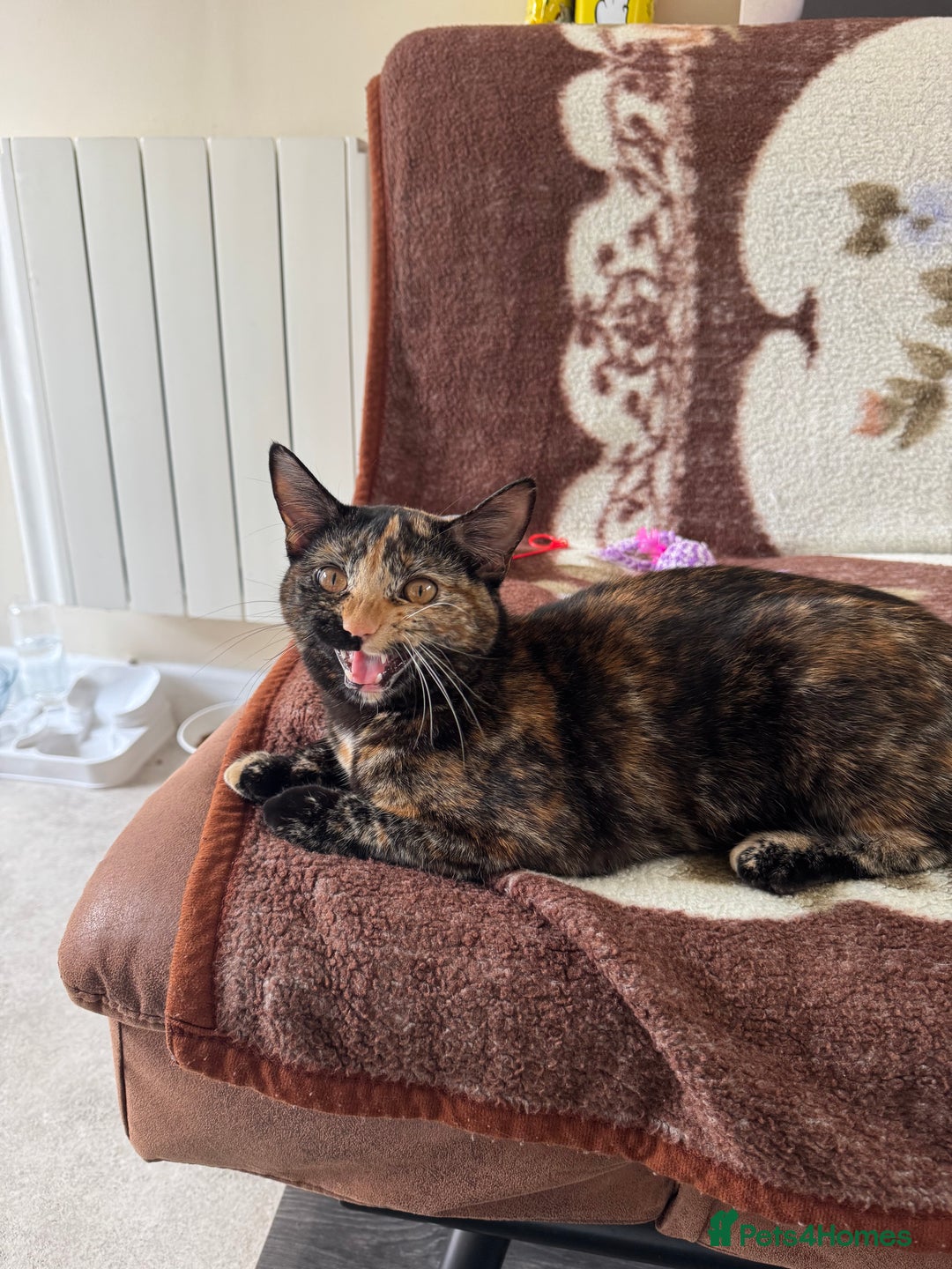 Domestic Shorthair cats for sale:  Two Adorable Cats Looking for a Loving Home 🏡 - Image 3