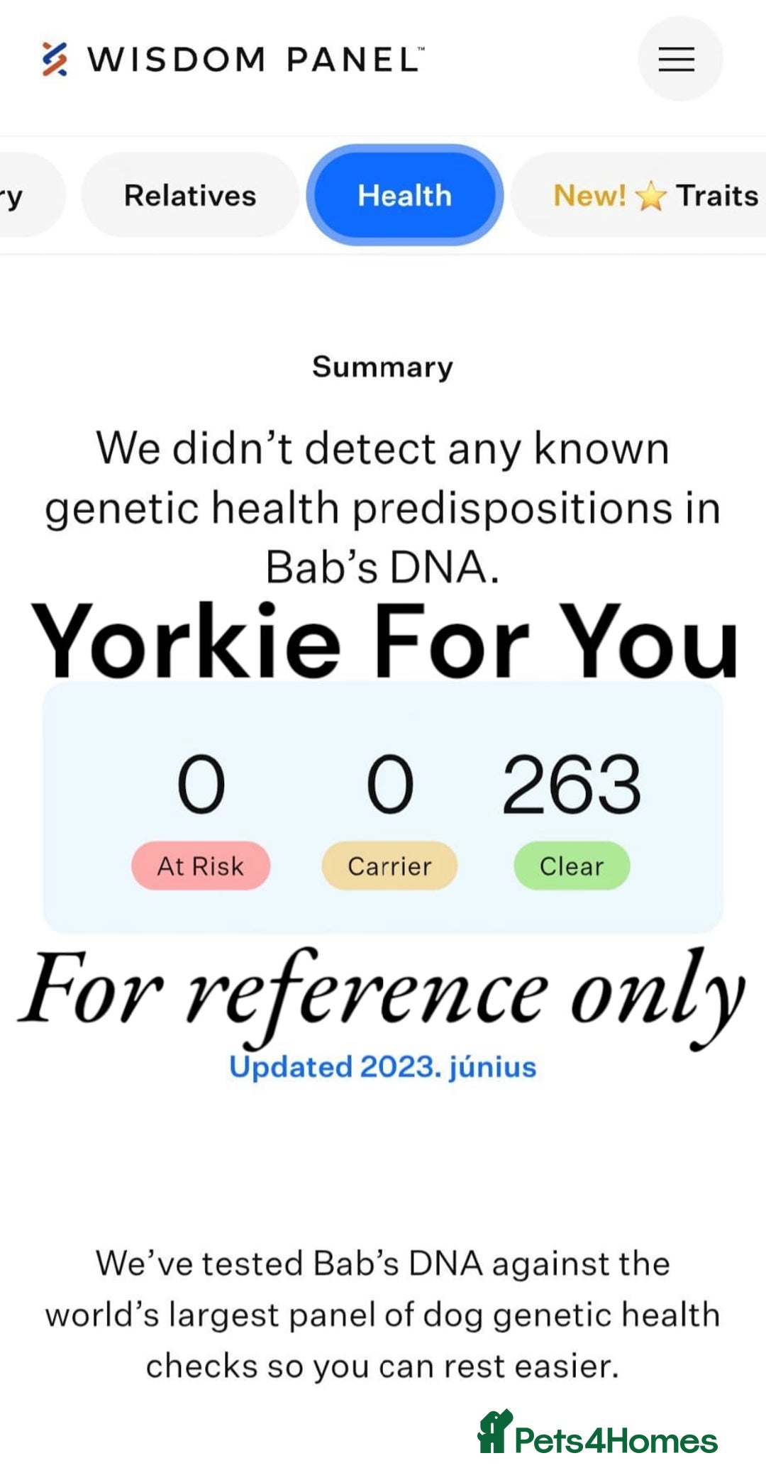 Yorkshire Terrier dogs for sale: 🤎 DNA tested parents 🤎 1 girl, 1 boy - Advert 23